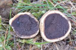 Elaphomyces granulatus