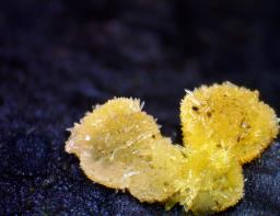 Bactridium flavum