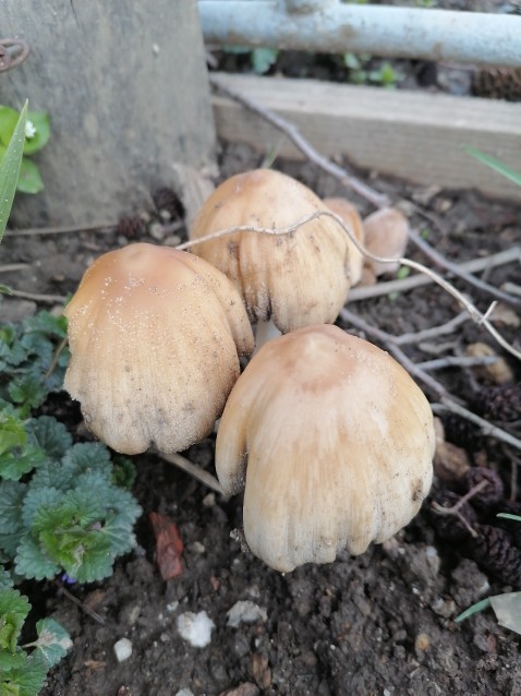 Coprinellus micaceus