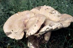 Pogonoloma macrorhizum