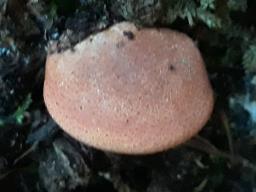 Fistulina hepatica