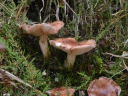 Tricholoma stans