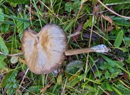 Entoloma sericeum