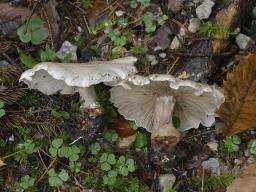 Atractosporocybe inornata