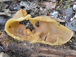 Galactinia amplissima