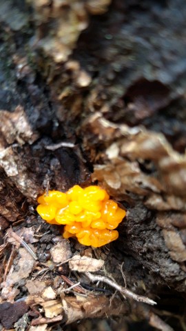 Dacrymyces stillatus
