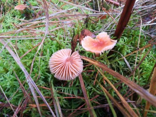 Gliophorus laetus