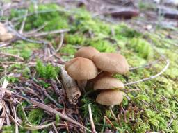 Cortinarius venetus