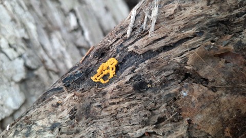 Hemitrichia serpula