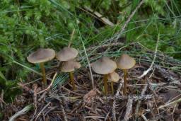 Mycena aurantiomarginata
