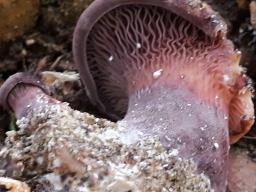 Panus neostrigosus