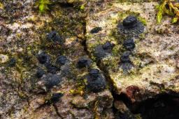 Navicella pileata