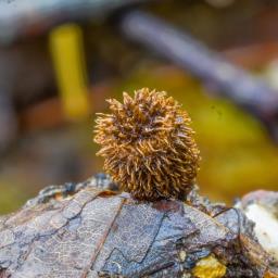 Cyathus striatus