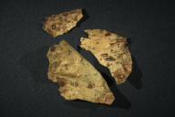 Uromyces appendiculatus