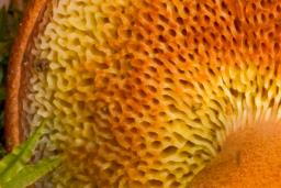 Chalciporus piperatus