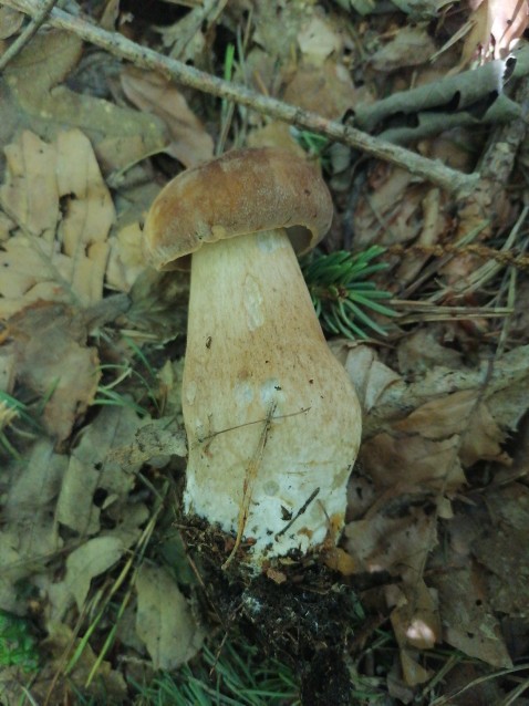 Boletus reticulatus
