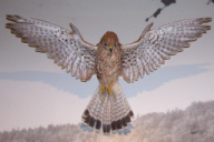Falco tinnunculus