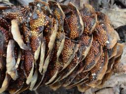 Pucciniastrum areolatum