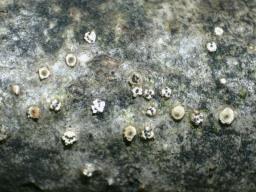 Cytospora nivea