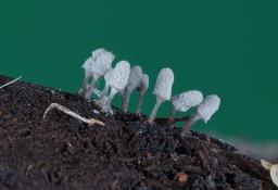 Arcyria cinerea