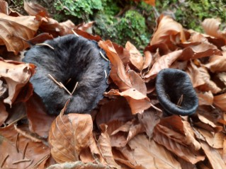 Craterellus cornucopioides