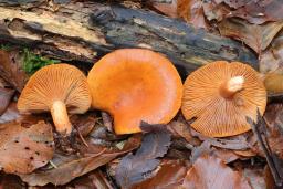 Lactarius aurantiacus