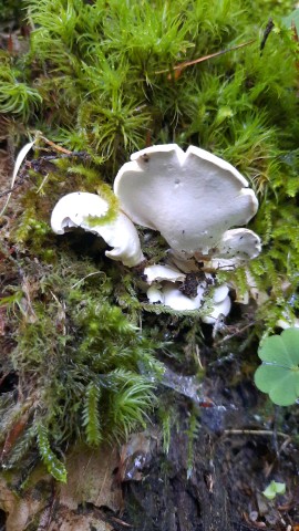 Osteina obducta