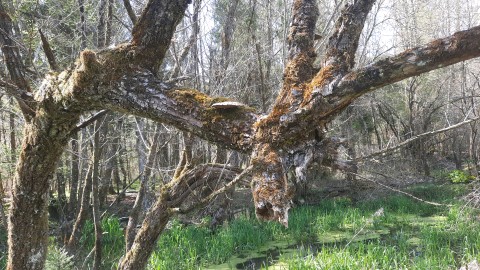 Daedaleopsis confragosa