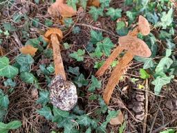 Battarrea phalloides