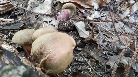 Caloboletus calopus