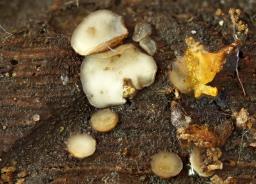 Tapesia lividofusca