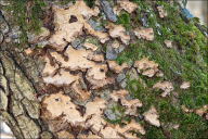 Stereum rugosum