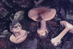 Phlegmacium delaportei
