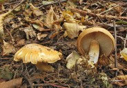 Cortinarius caesiostramineus
