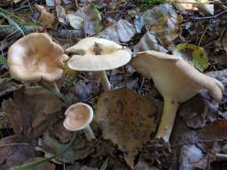 Infundibulicybe gibba