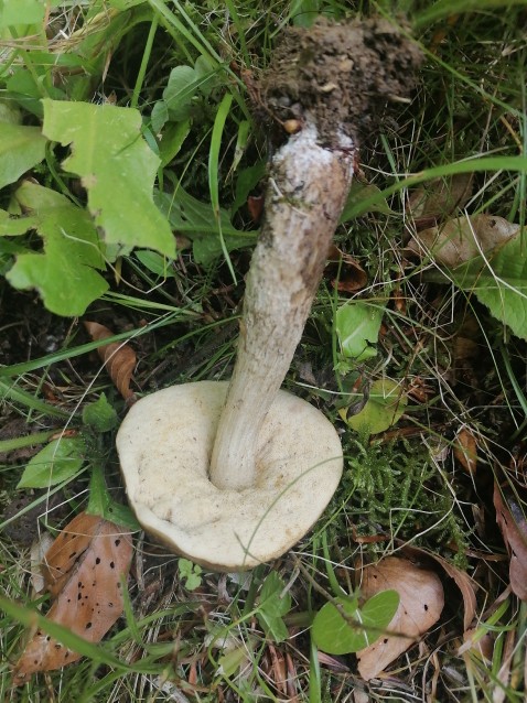 Leccinellum pseudoscabrum