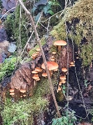 Flammulina velutipes