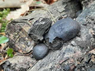 Daldinia concentrica