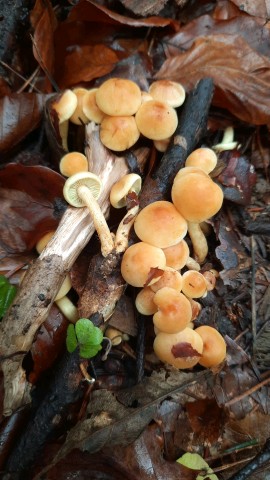Hypholoma fasciculare