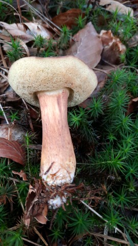 Imleria badia