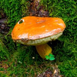 Imleria badia