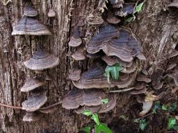 Hymenochaete rubiginosa