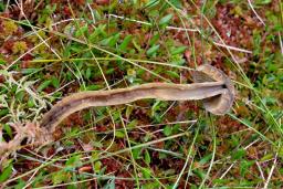 Cortinarius chrysolitus