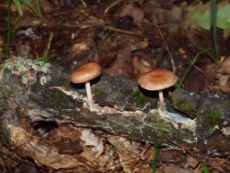 Collybiopsis peronata