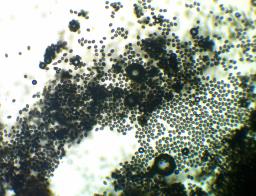 Juglanconis juglandina