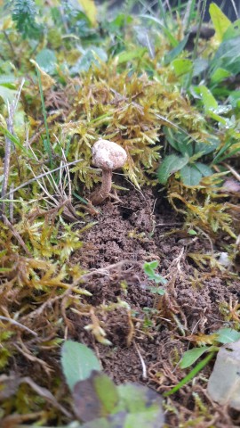 Tulostoma brumale