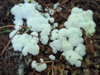 Ceratiomyxa porioides