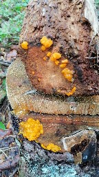 Dacrymyces chrysospermus