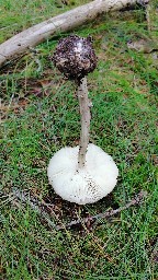 Amanita porphyria