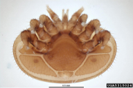 Varroa jacobsoni